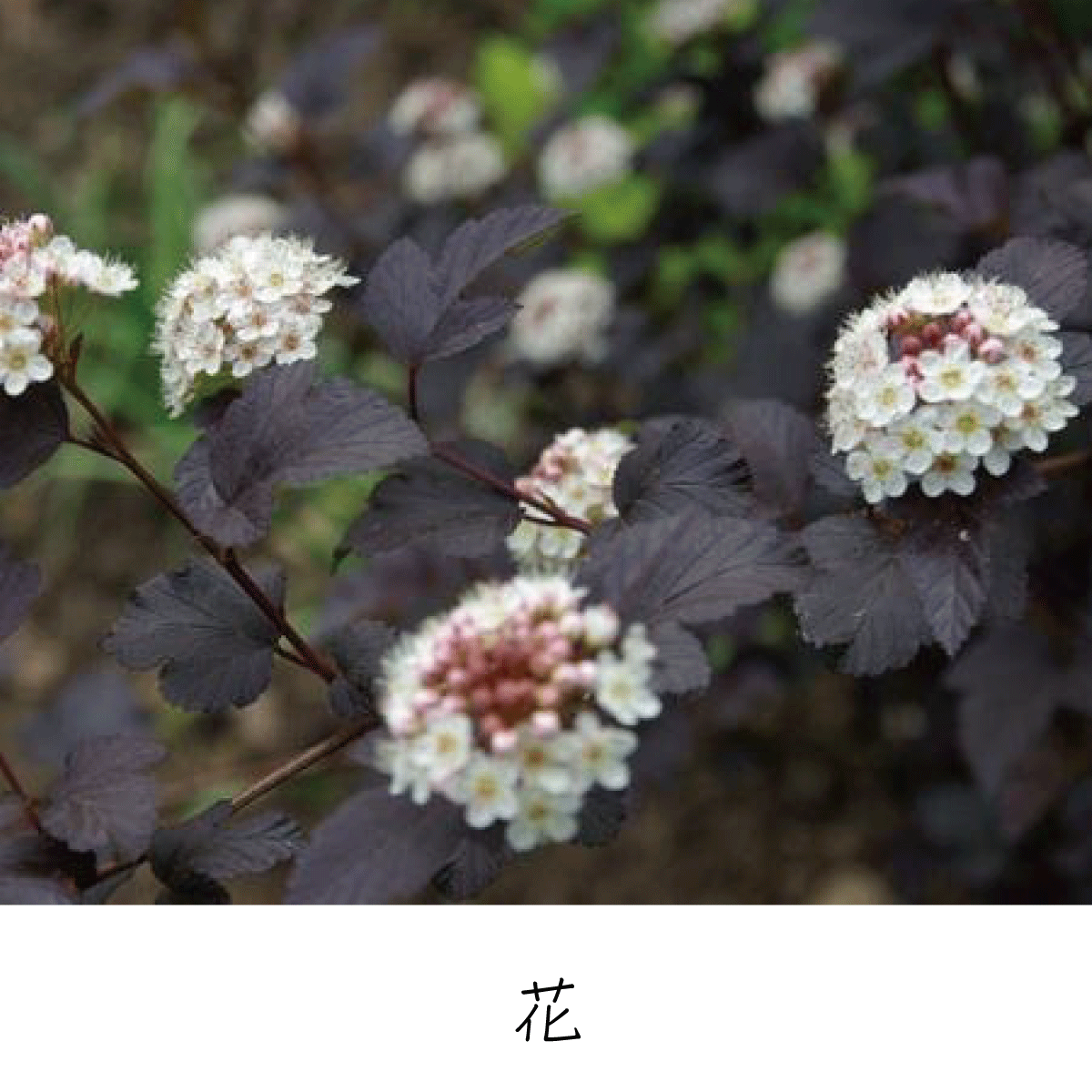 ディアボロ 茶花の里 ディアボロ 茶花の里