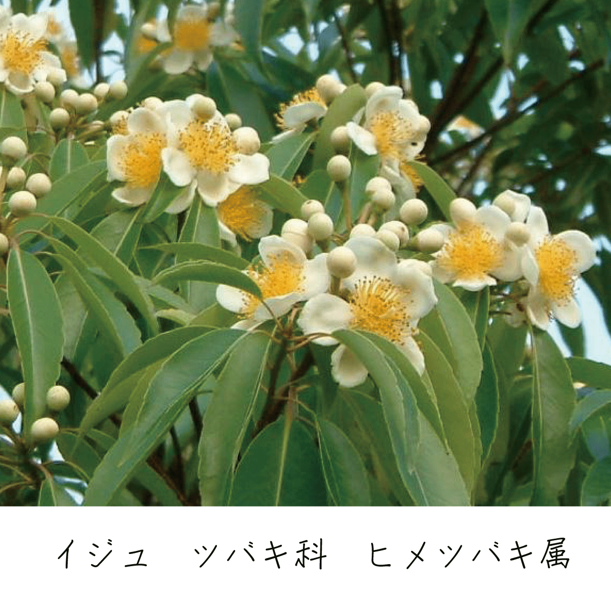 イジュ 茶花の里