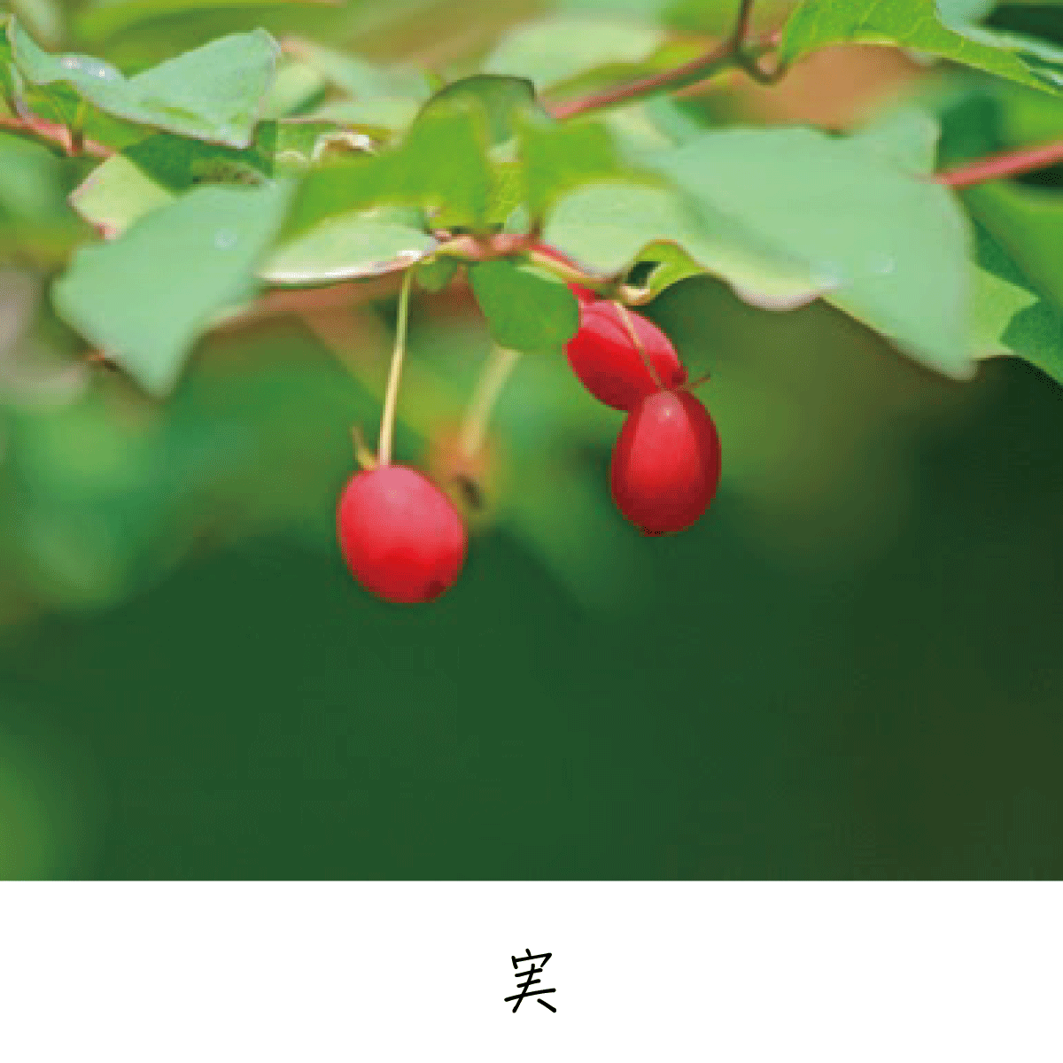 ウグイスカグラ 茶花の里