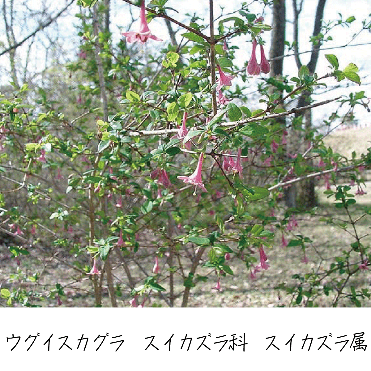 ウグイスカグラ 茶花の里 ウグイスカグラ 茶花の里