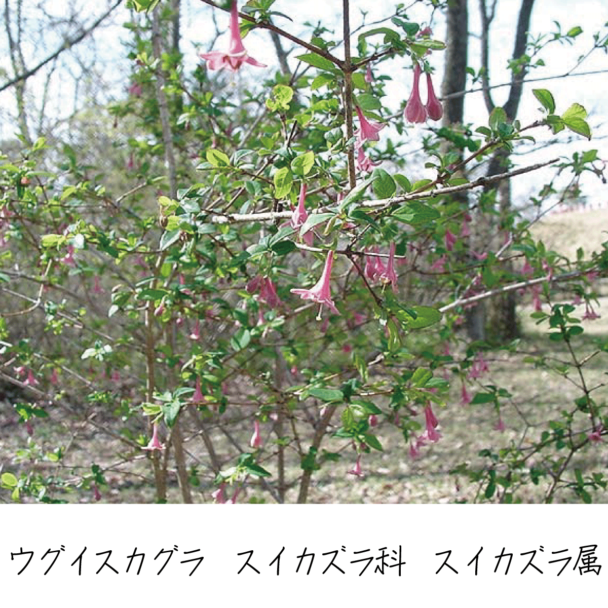 ウグイスカグラ 茶花の里