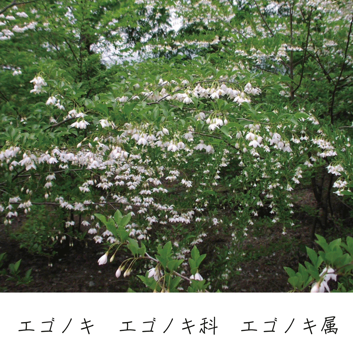 エゴノキ 茶花の里