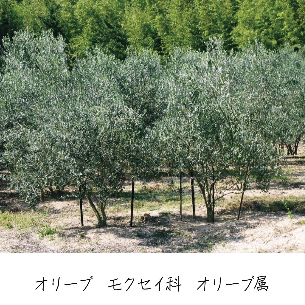 オリーブ 茶花の里 オリーブ 茶花の里