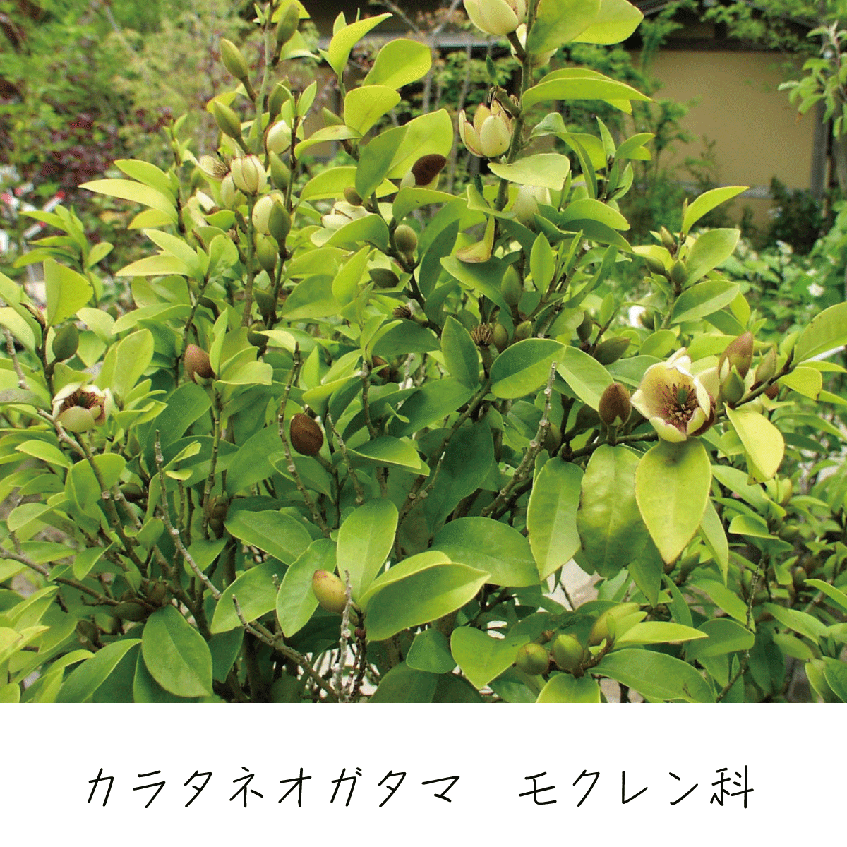 カラタネオガタマ 茶花の里 雑木の庭づくり