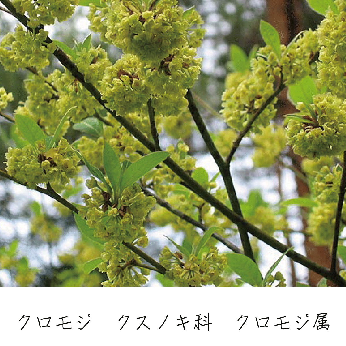 クロモジ 茶花の里