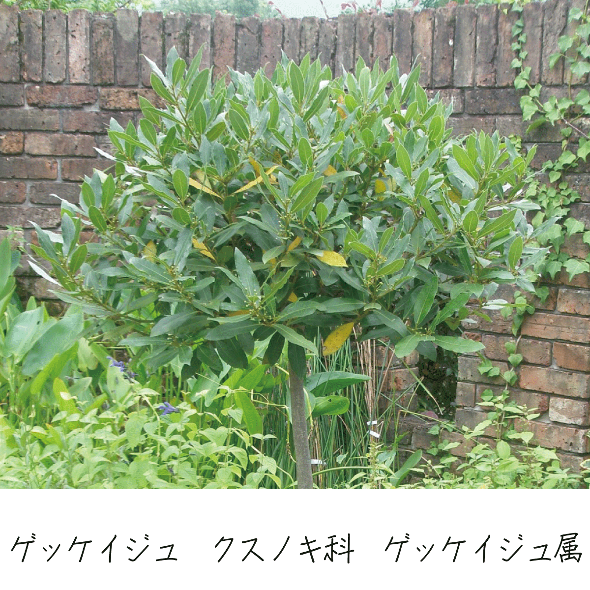 正規店仕入れの 庭木 月桂樹 げっけいじゅ ローリエ 樹高 約150ｃｍ 佐川急便配送