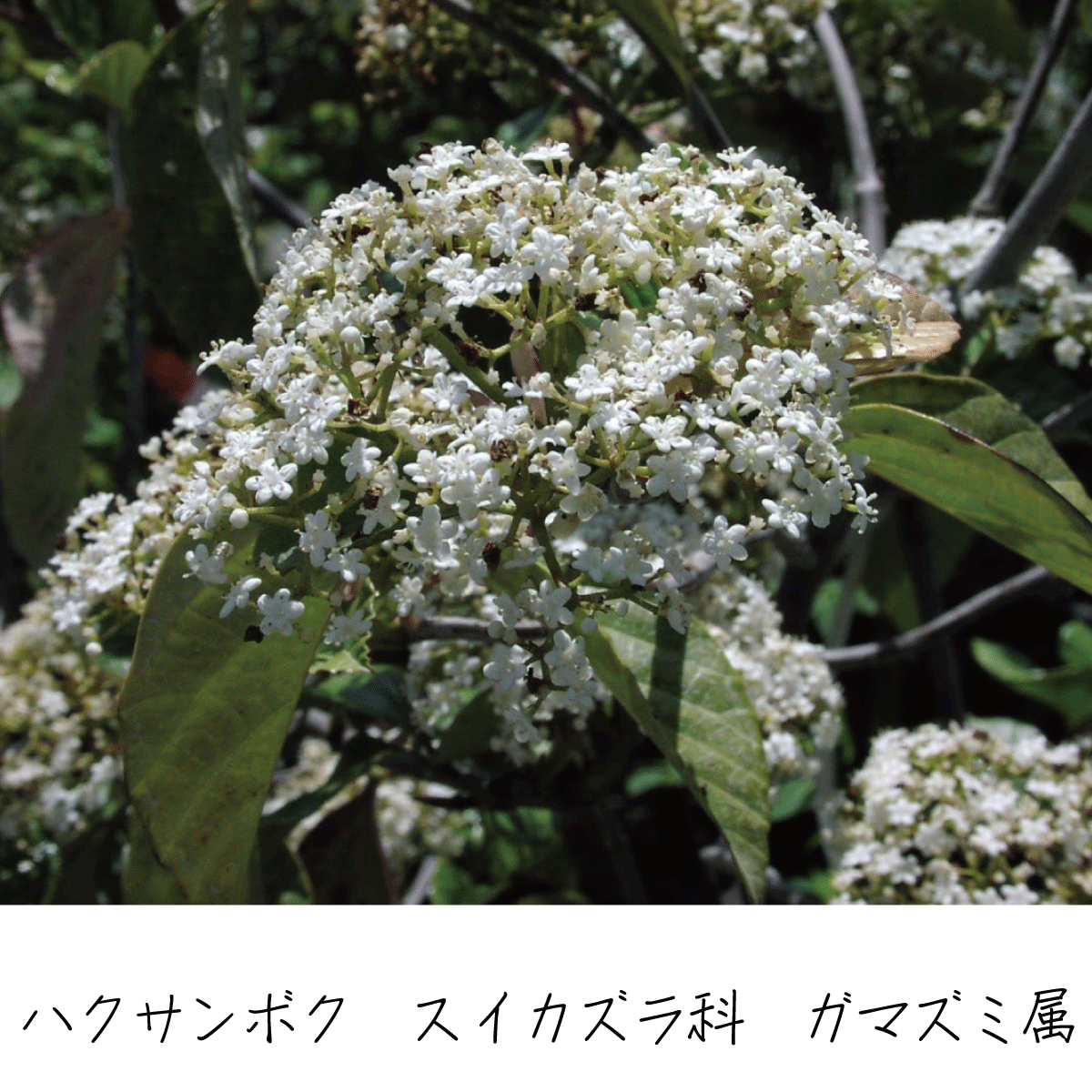 ハクサンボク 茶花の里