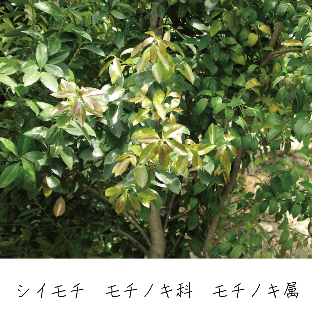 シイモチ 茶花の里 シイモチ 茶花の里