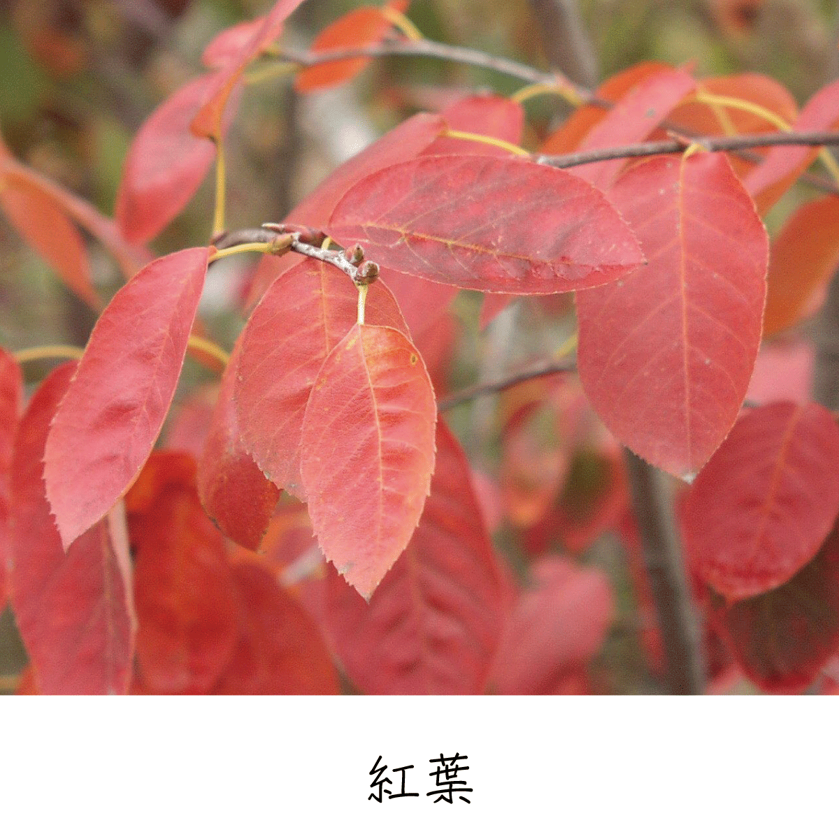 ジューンベリー 茶花の里