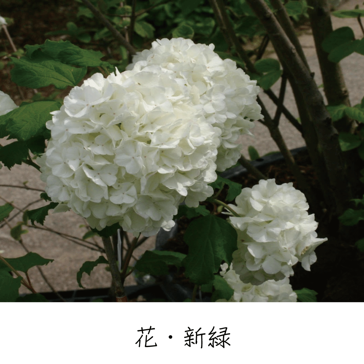 スノーボール 茶花の里