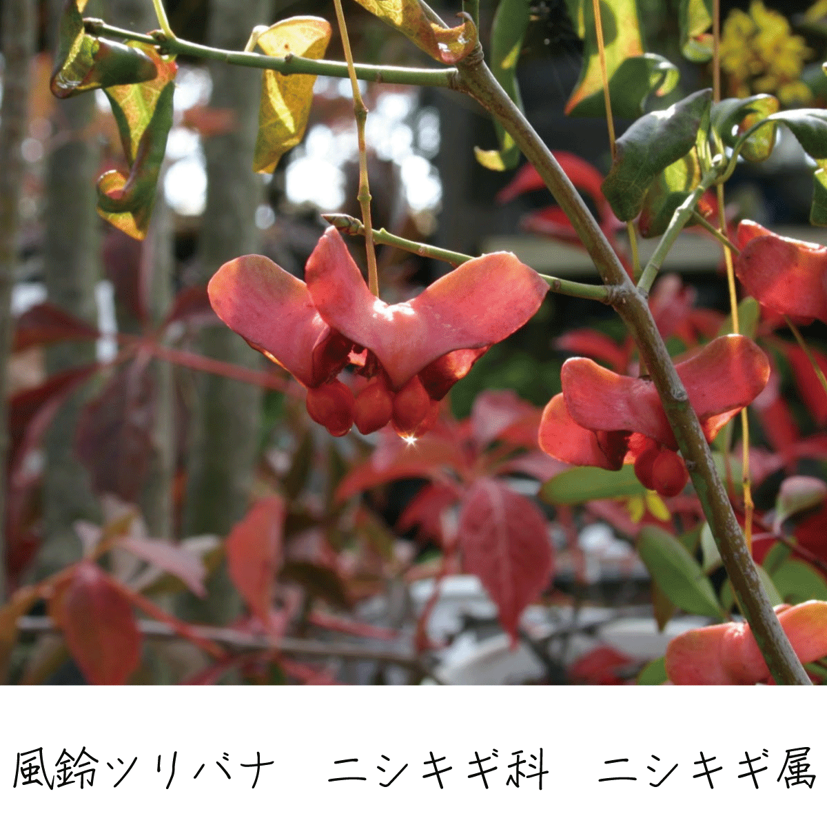 フウリンツリバナ 茶花の里