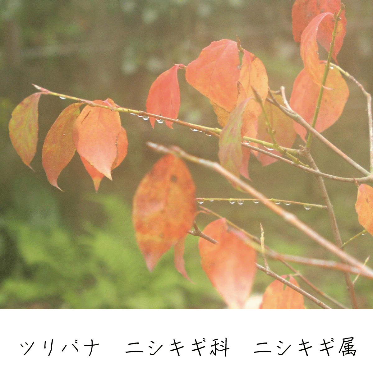 ツリバナ 茶花の里