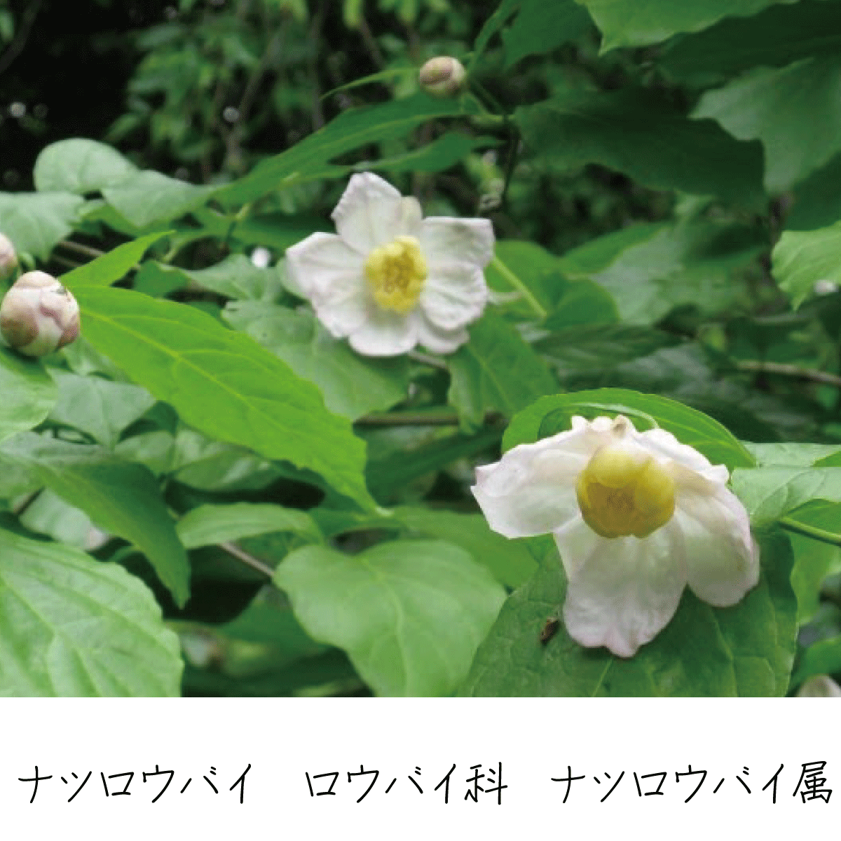 ナツロウバイ 茶花の里