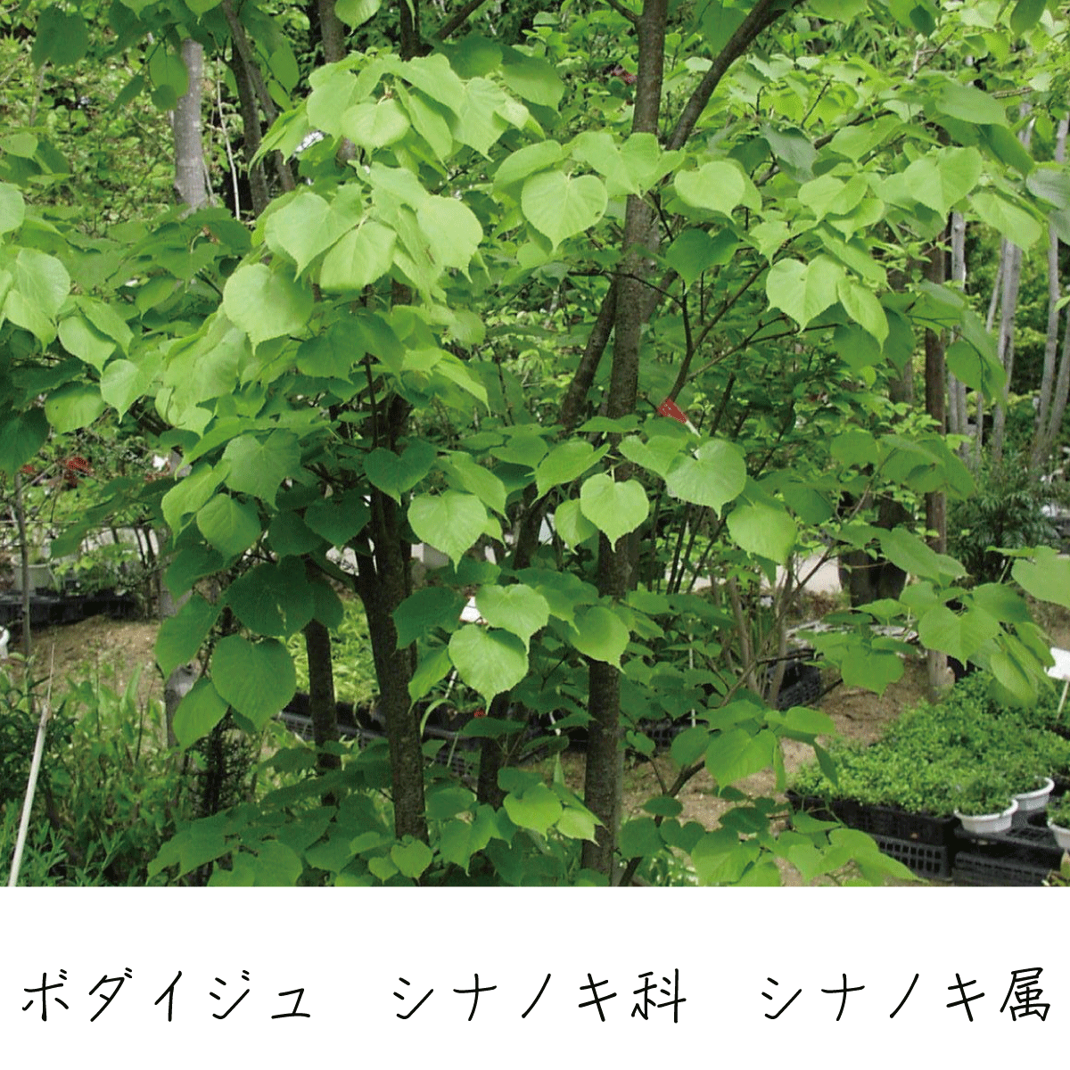 ボダイジュ  茶花の里