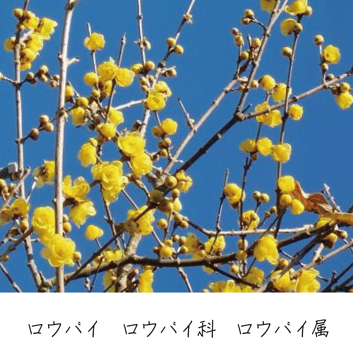 ロウバイ 茶花の里