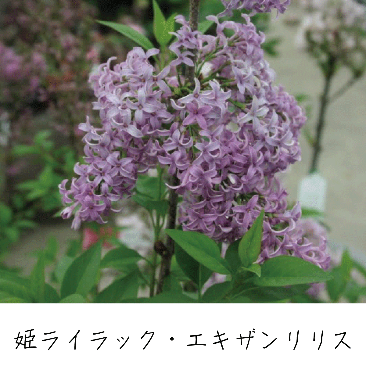 ライラック 茶花の里