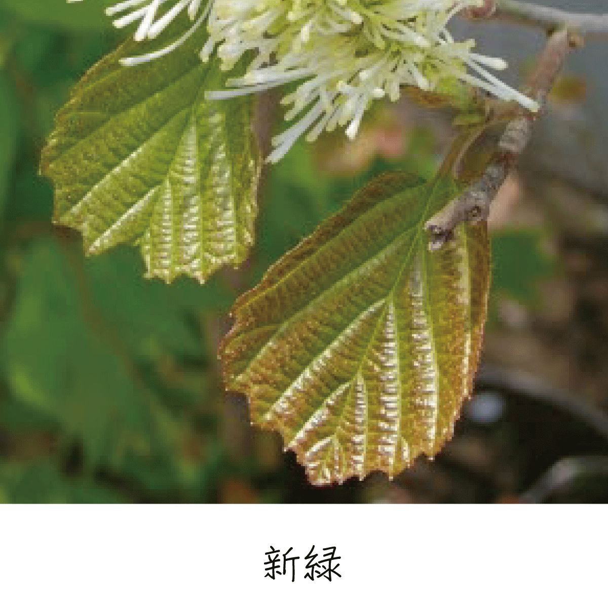 シロバナマンサク 茶花の里